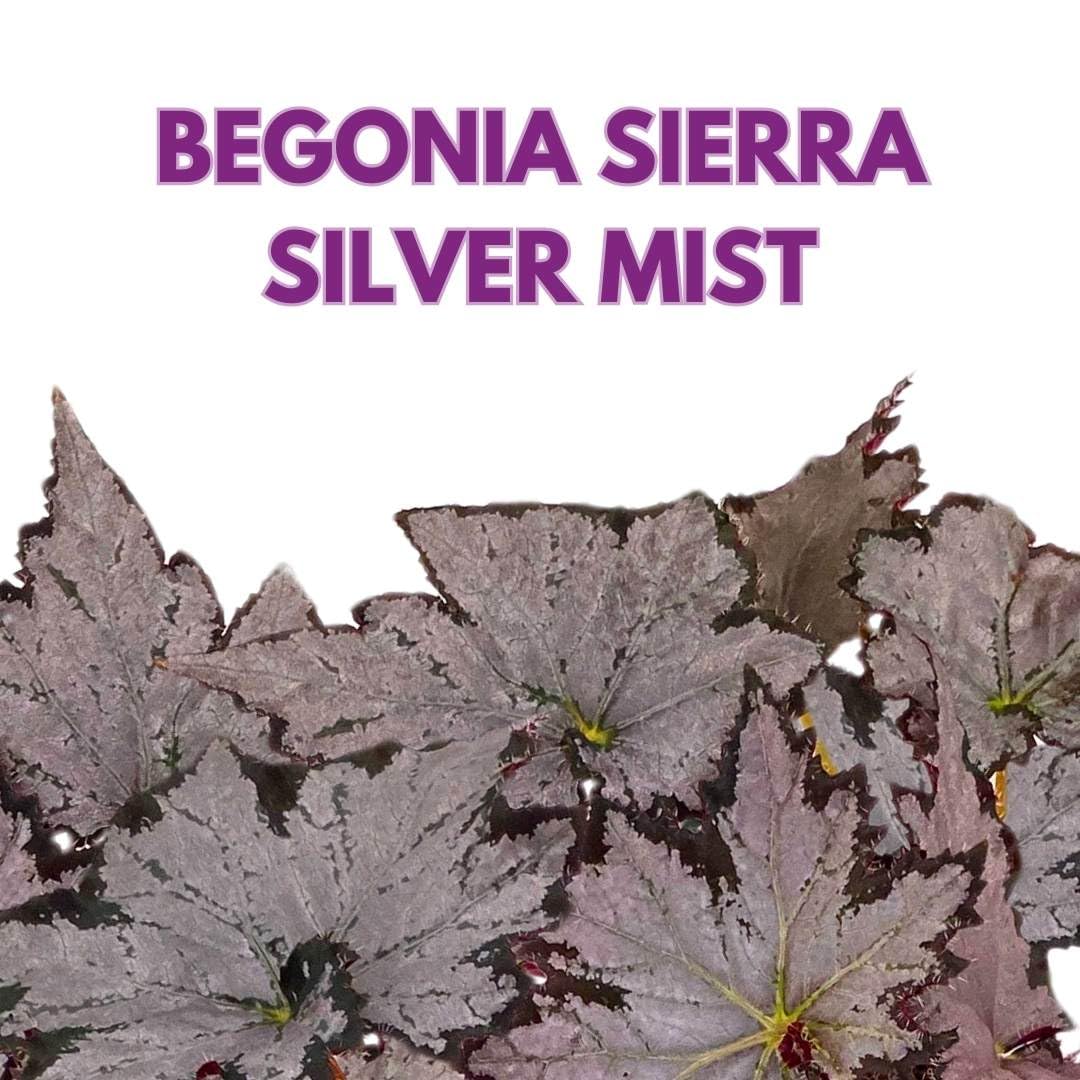 Harmony Foliage Begonia Sierra Silver Mist 4 inch Rhizomatous