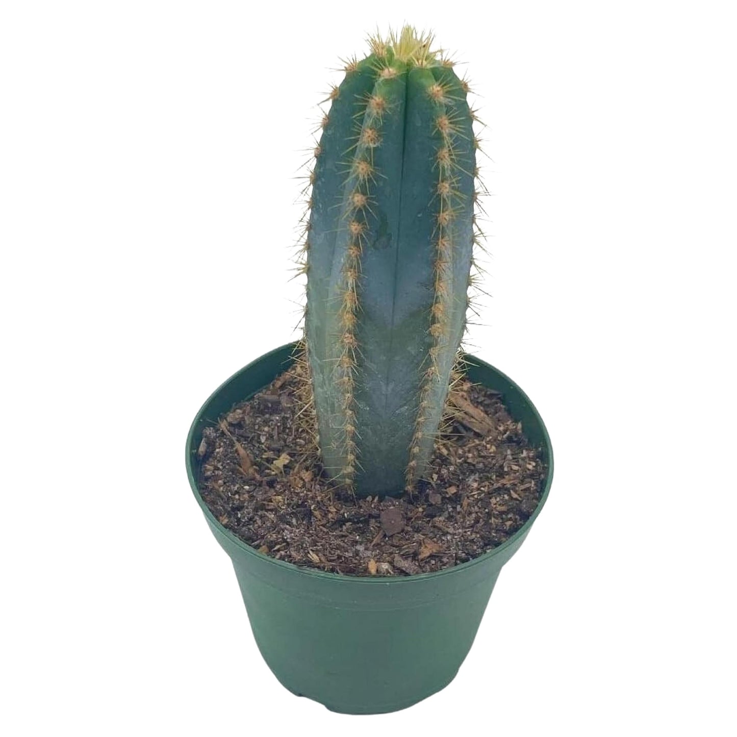 Blue Columnar Cactus, Pilosocereus pachycladus Cacti, Column Cactus, Blue Torch Cactus, Woolly Torch Cactus, in 4 inch Pot