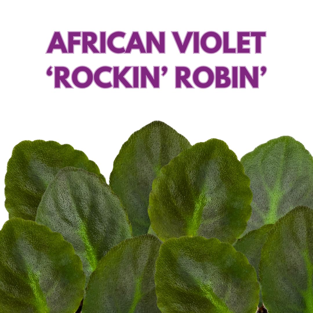 Harmony Foliage African Violet Rockin' Robin 4 inch Red Flower White Edge