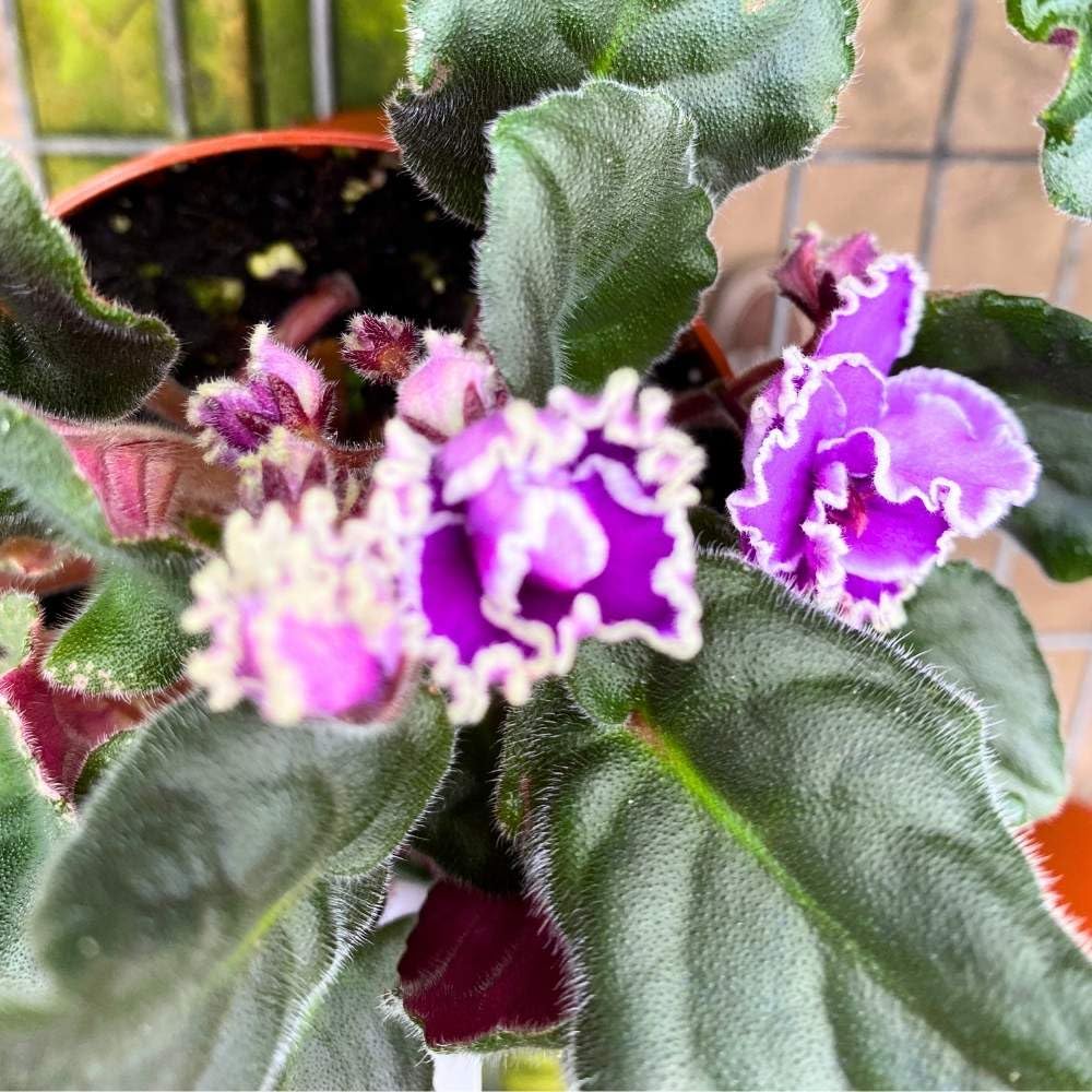 Wrangler's Spanish Dancer African Violet, 4 inch, Gesneriad Purple Flower White Ruffle Edge Albomarginata Variegated