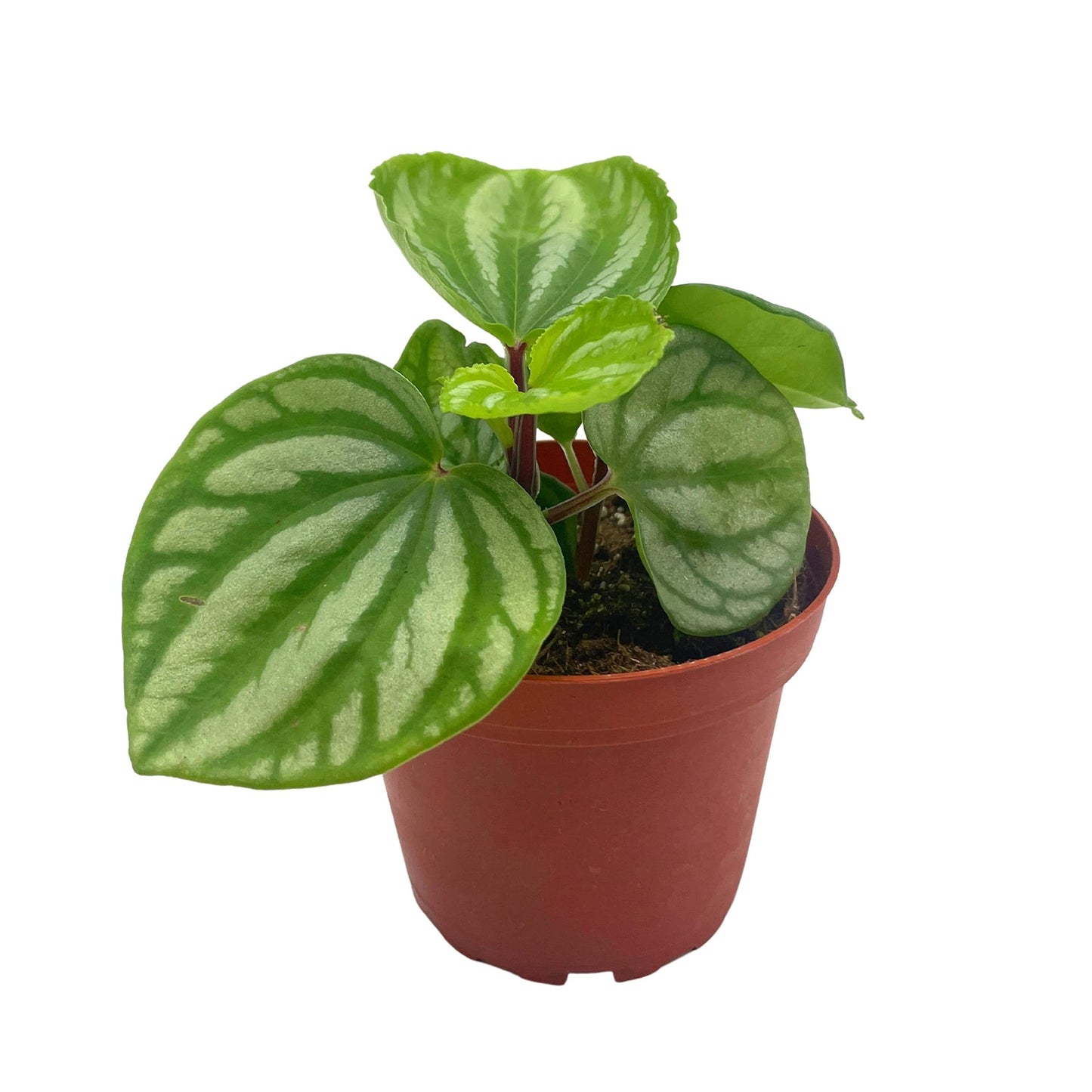 BubbleBlooms Peperomia Ecuador, 4 inch, Rare Pep Argyreia, Exotic House Plant