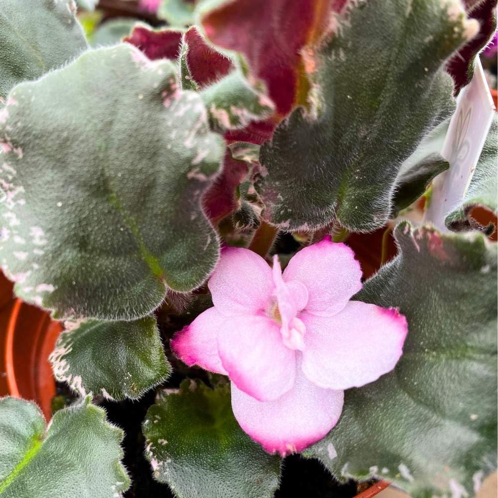 Wrangler's Dixie Celebration Variegated African Violet, 4 inch, Gesneriad Light Pink Flower Dark Pink Blushes