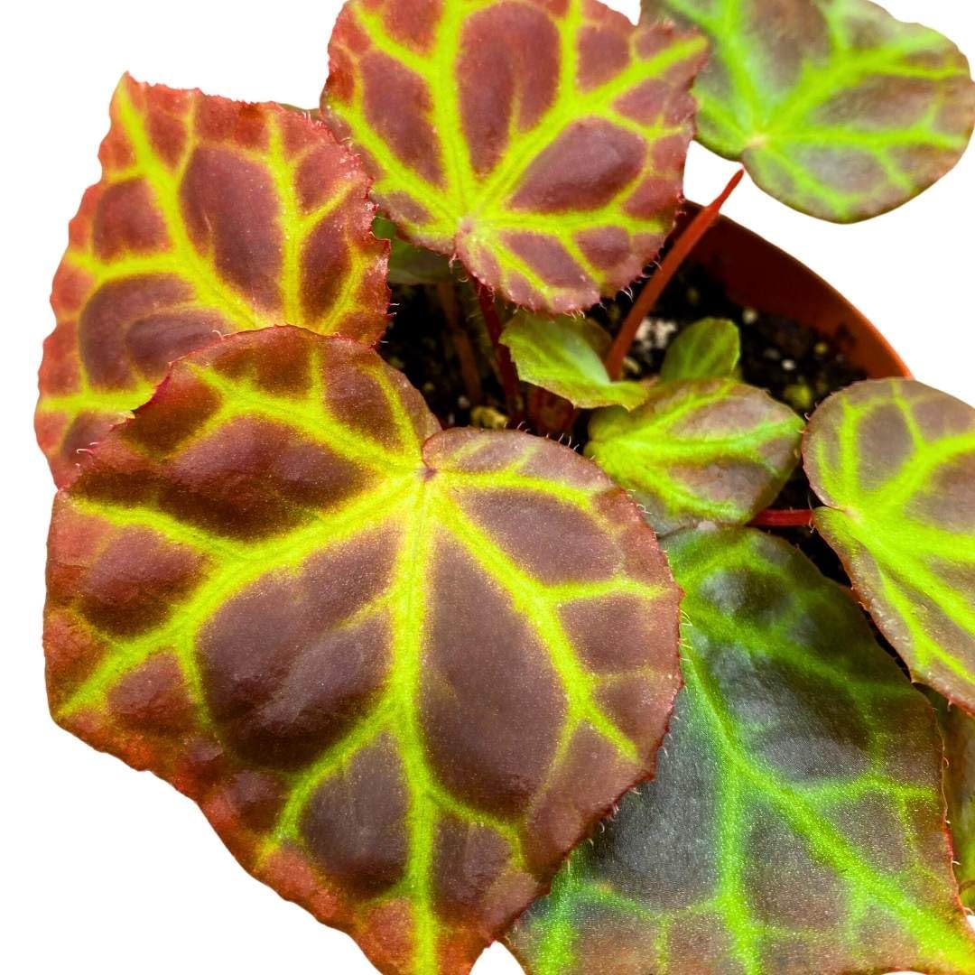 Harmony Foliage Begonia Rajah Premium Rhizomatous Rare Species in a 4 inch Pot