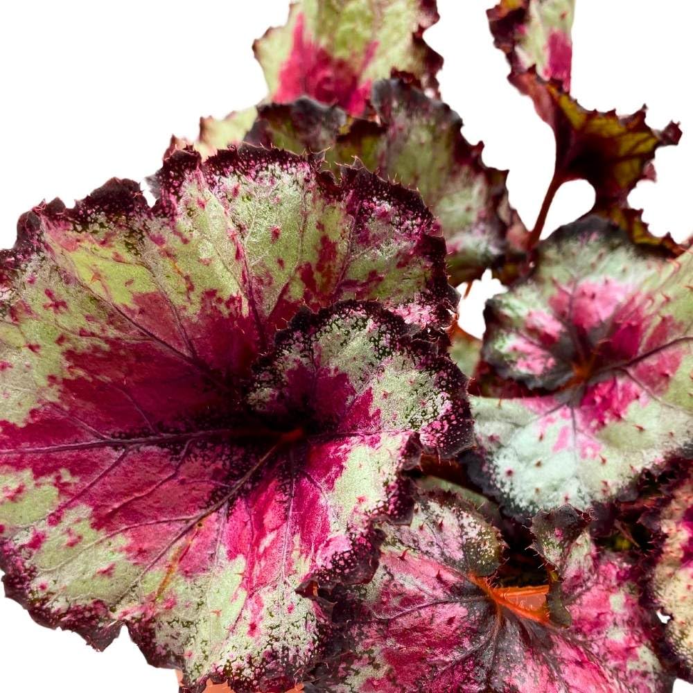 Harmony's Taste of Poison Begonia Rex, 6 inch Pink Center Purple Band Spiral Leaf