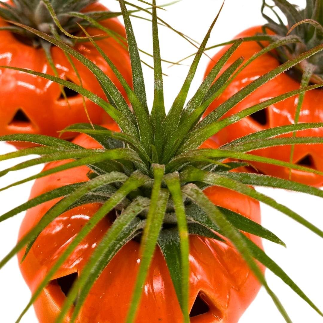 BubbleBlooms Halloween Ceramic Pumpkin Set of 3 Jack-o-Lantern Air Plant Holder Resin Art Sculpture Hand Made