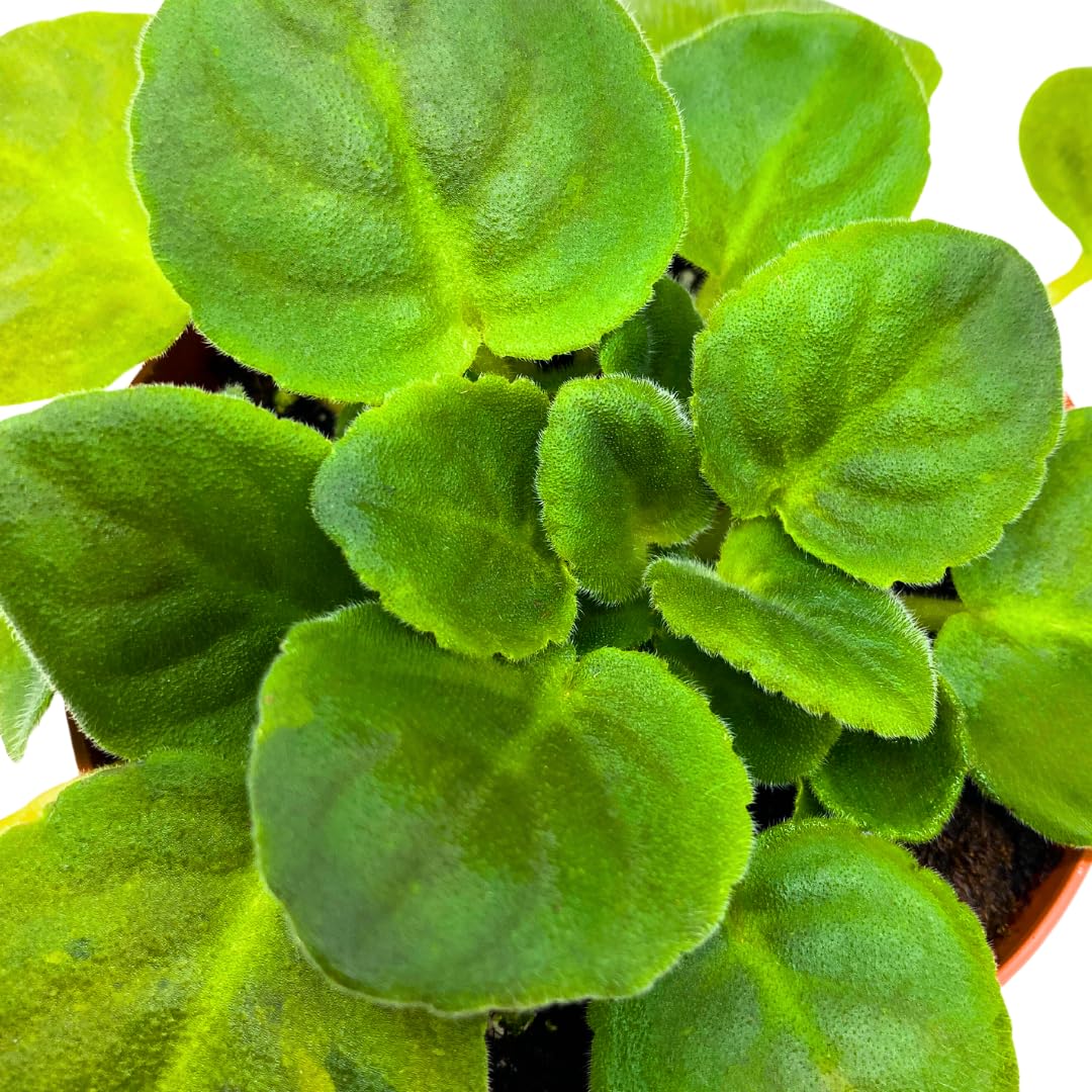 Harmony Foliage African Violet Frosty Cherry 4 inch Red White Flower