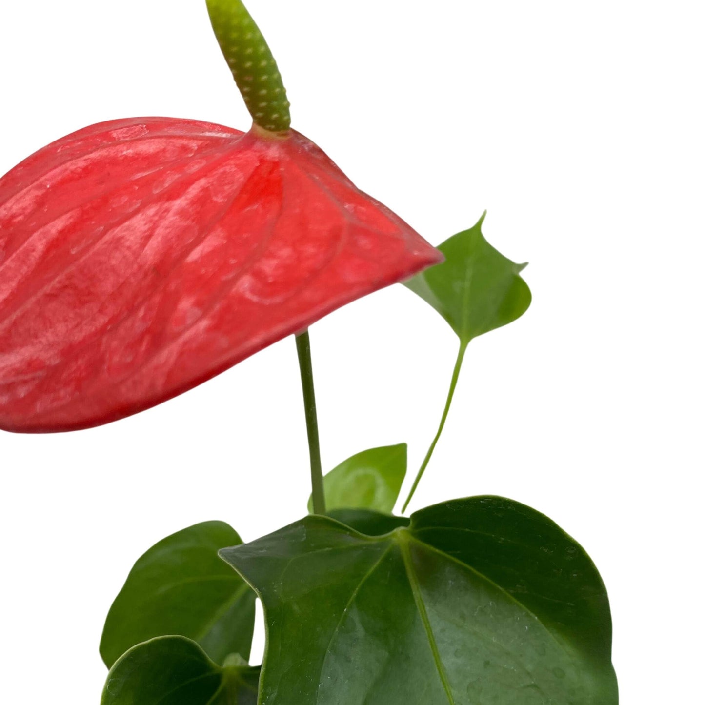 anthurium red winner BubbleBlooms Anthurium Red Champion 2 inch Red Flower – Florida House Plants