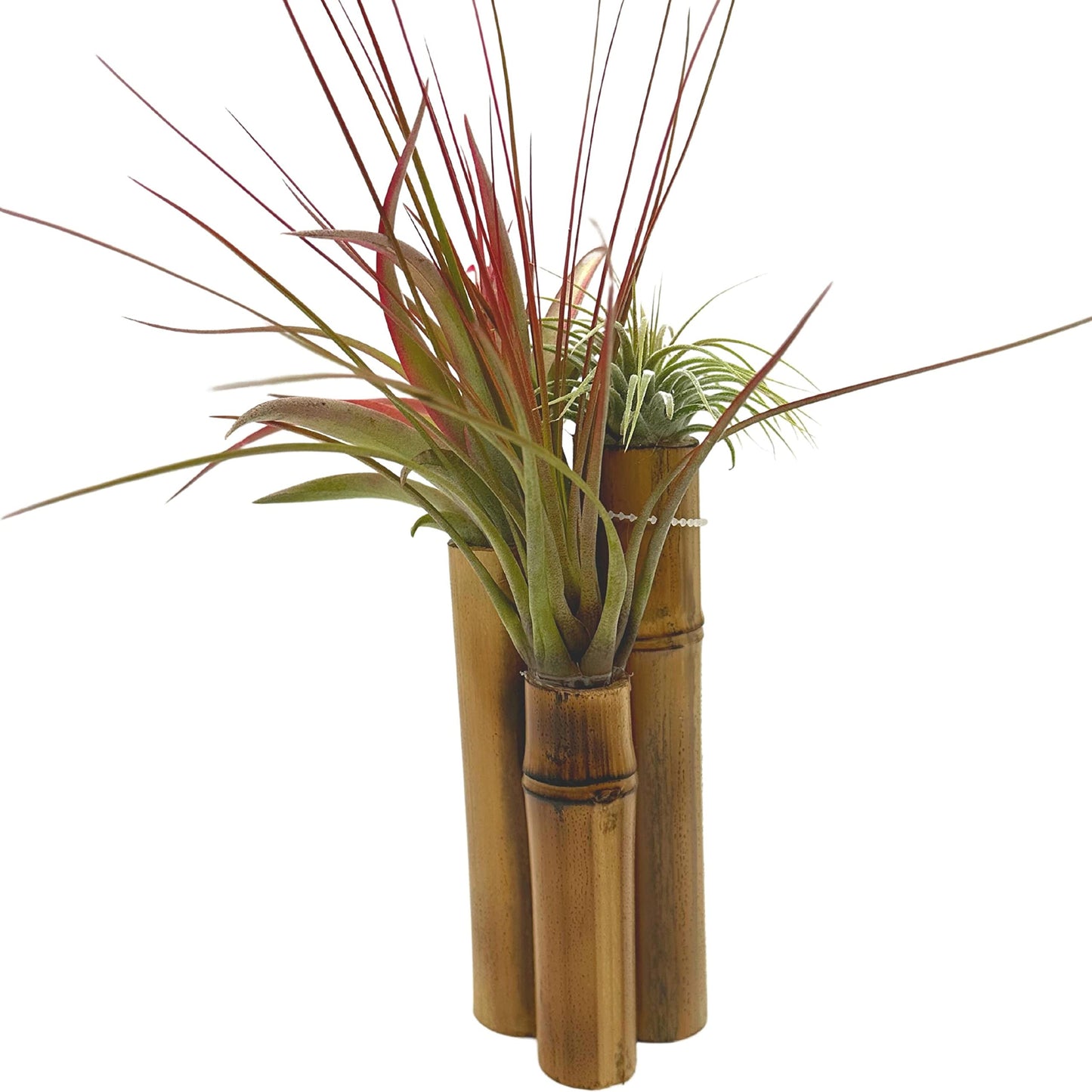 Bamboo Tillandsia Garden Mounted and Planted Moss, Air Plant Decoration