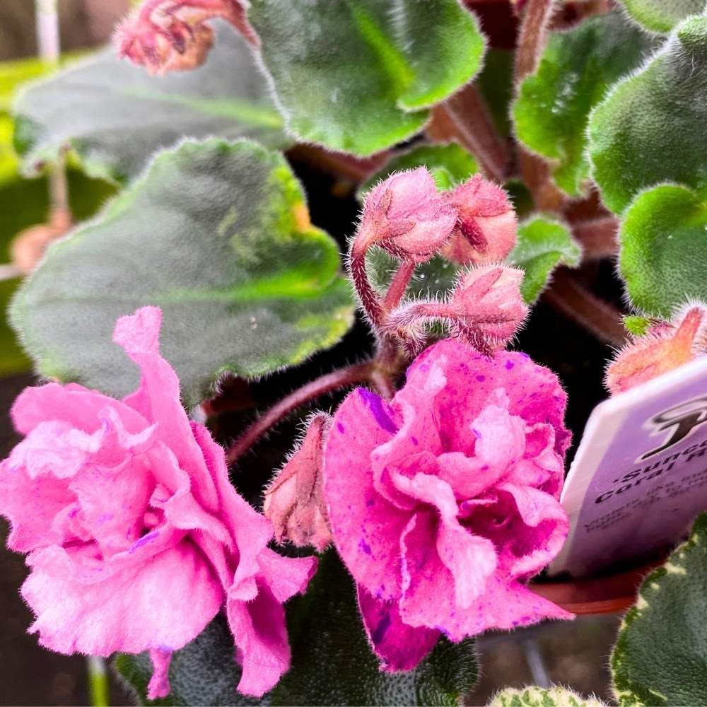 Suncoast Coral Razz African Violet, 4 inch, Gesneriad Pink Flower with Purple Flecks