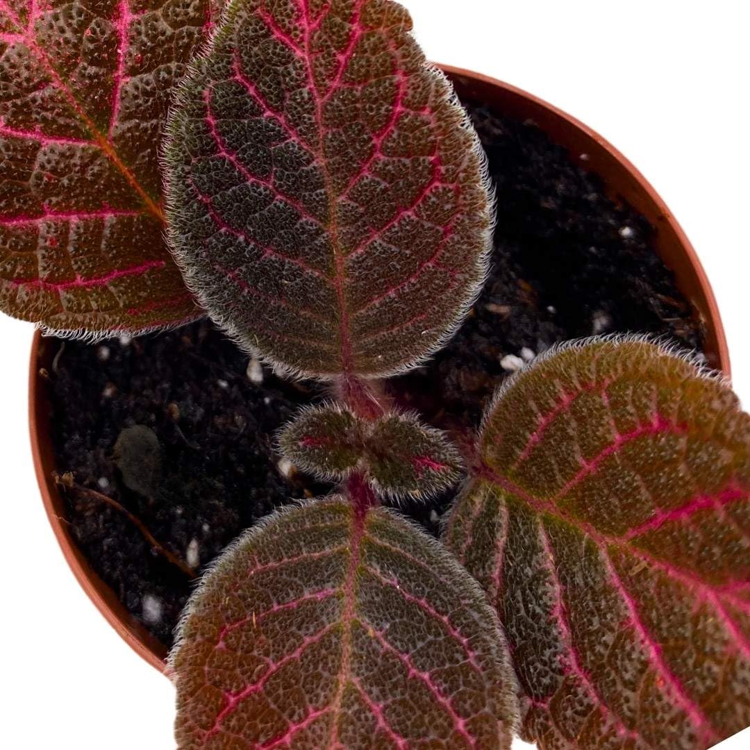 Harmony Foliage Episcia Pink Gator Flame Violet 2 inch