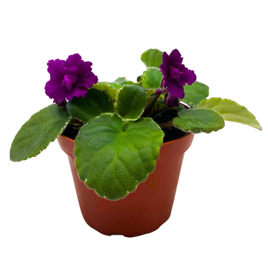 Harmony Foliage Ma's Soiree African Violet Saintpaulia 4 inch