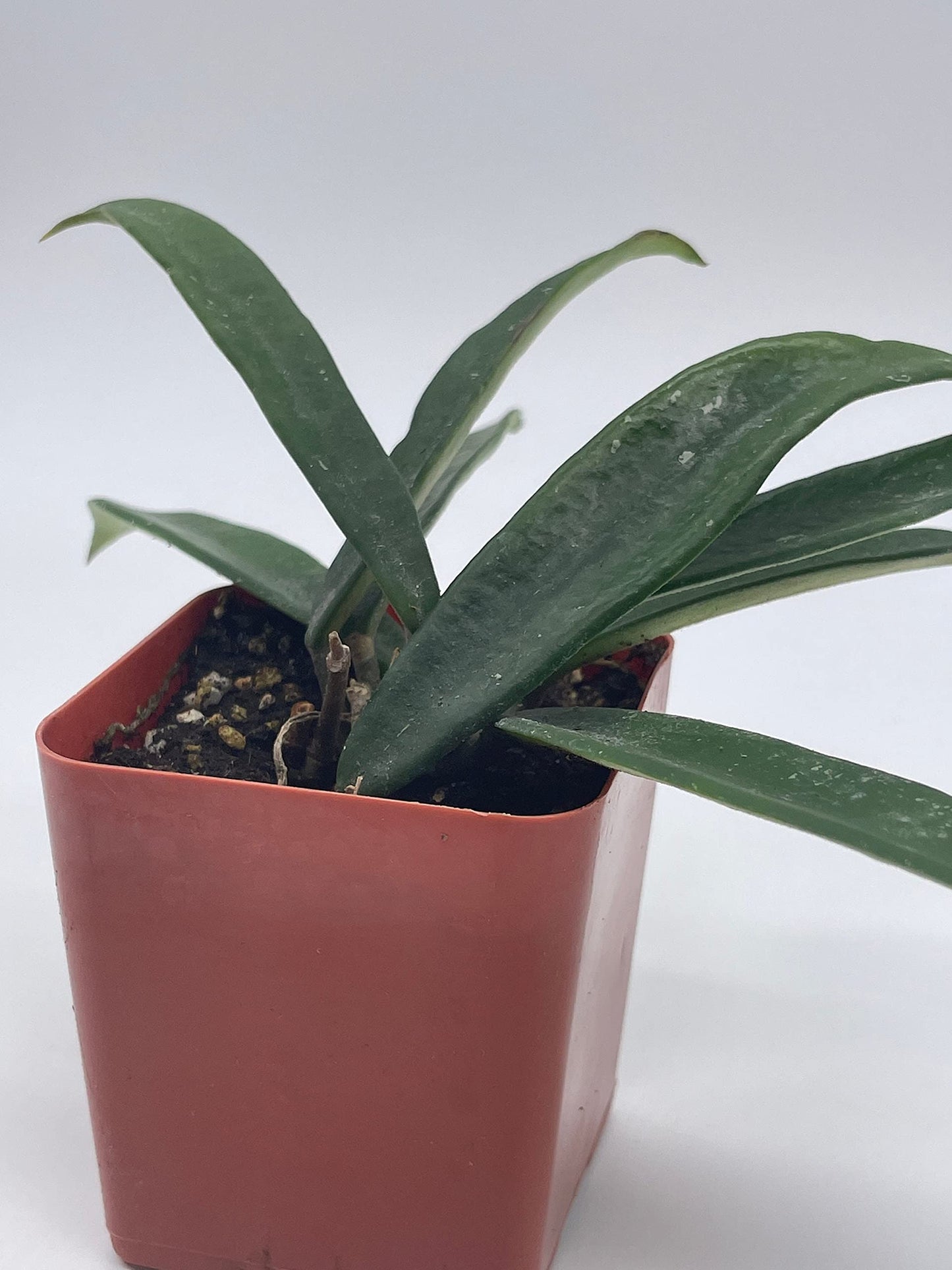 BubbleBlooms Hoya Minibelle Honey Plant, Freckles, Silver Splash Speckled Variegated Krinkle Wax Honeyplant, Extremely Rare Limited Supply Potted