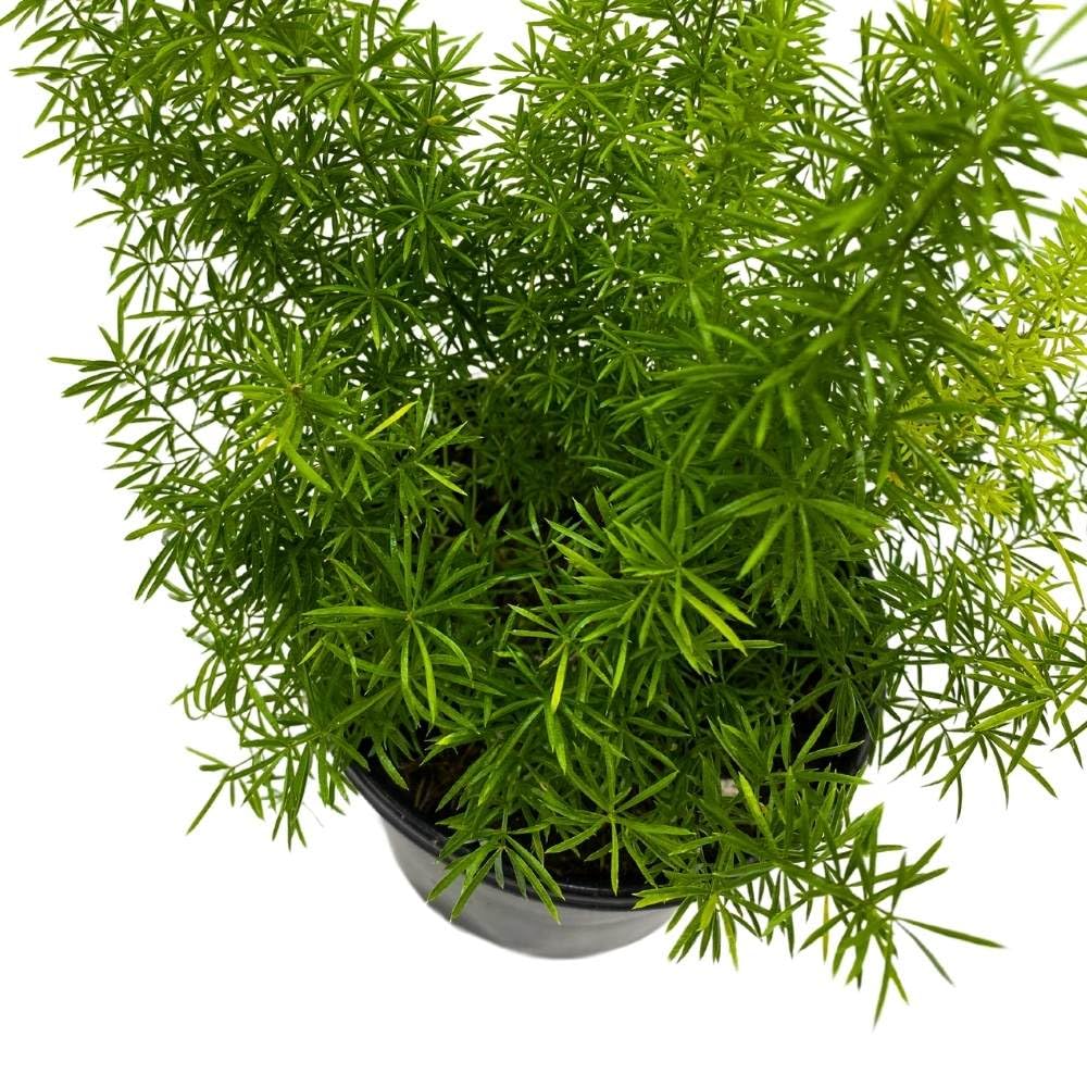 Foxtail Fern, 4 inch Asparagus densiflorus, Fluffy Perennial Evergreen Herb Pine Needle-Like Leaves