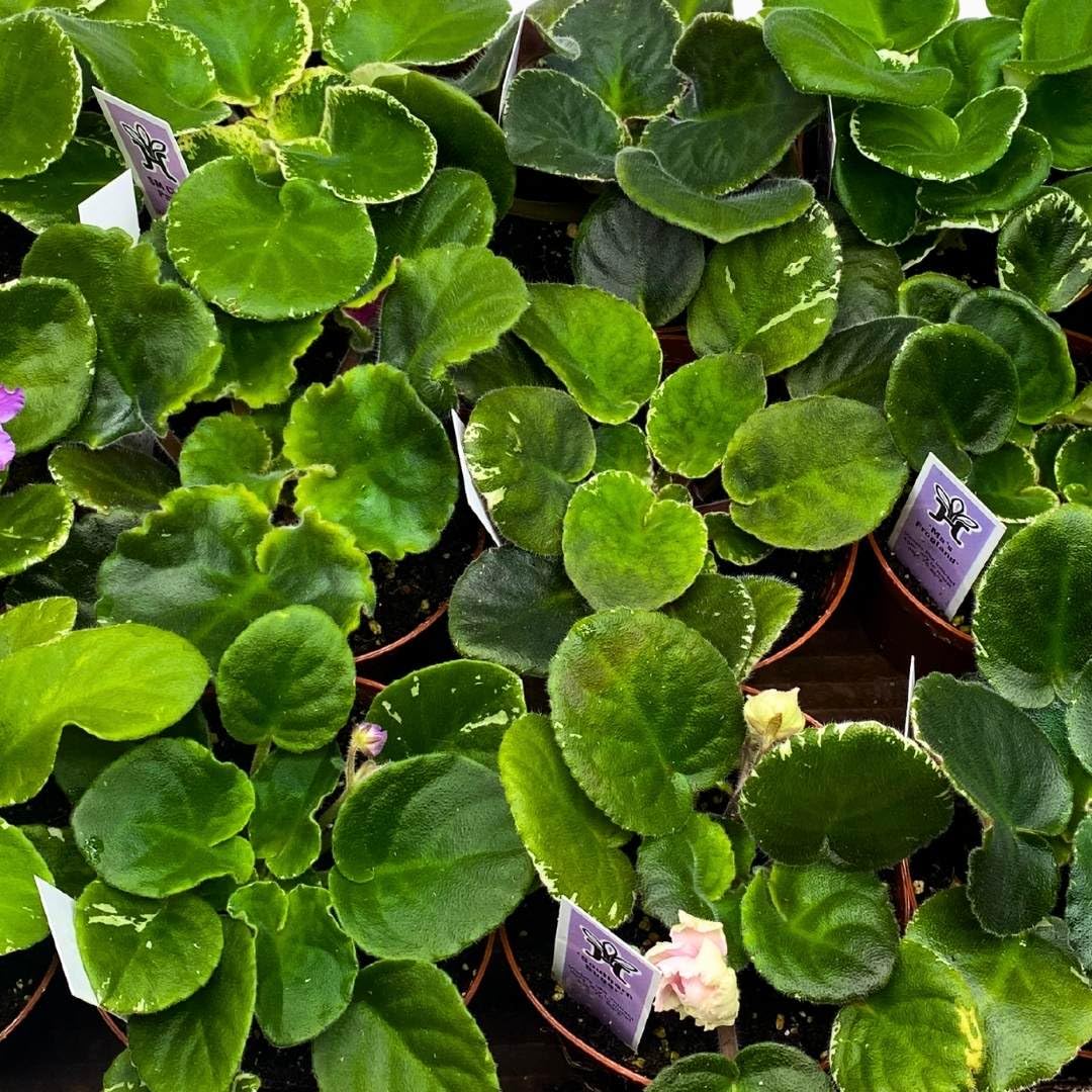 Harmony Foliage African Violet Assortment in 4 inch pots 30-Pack Bulk Wholesale Variegated Saintpaulia Gesneriads