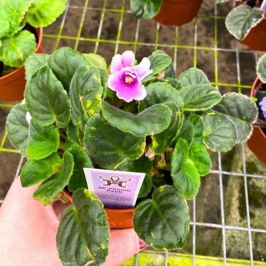 BE Phnom Penh African Violet, 4 inch, Gesneriad Purple Flower White Edge Albomarginata Variegated