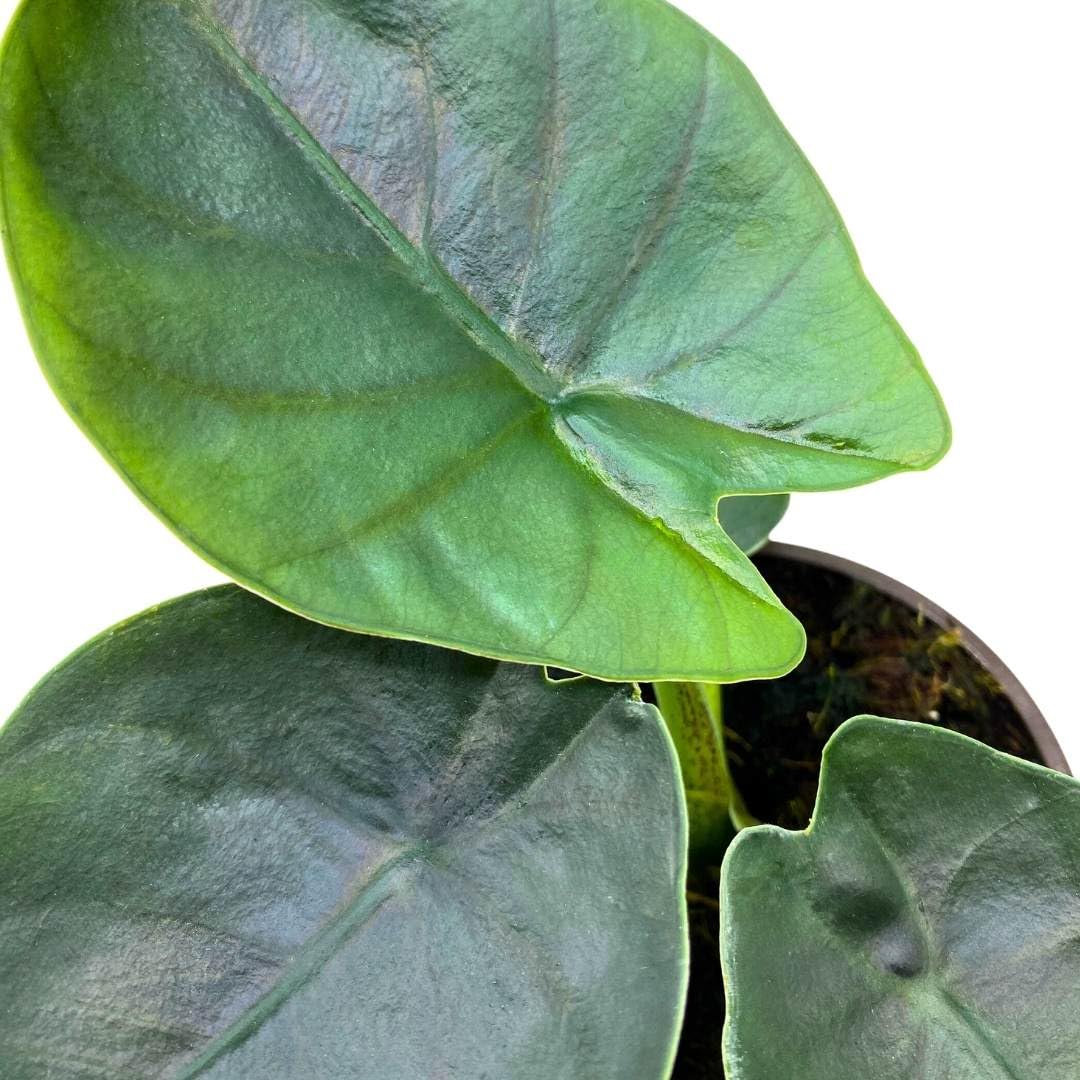 BubbleBlooms Alocasia Bisma in a 4 inch Pot