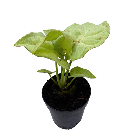 Syngonium Confetti, Syngonium Podphyllum Hybrid, Arrowhead Plant, Arrowhead Vine, Arrowhead Phildendron in 2 inch Pot