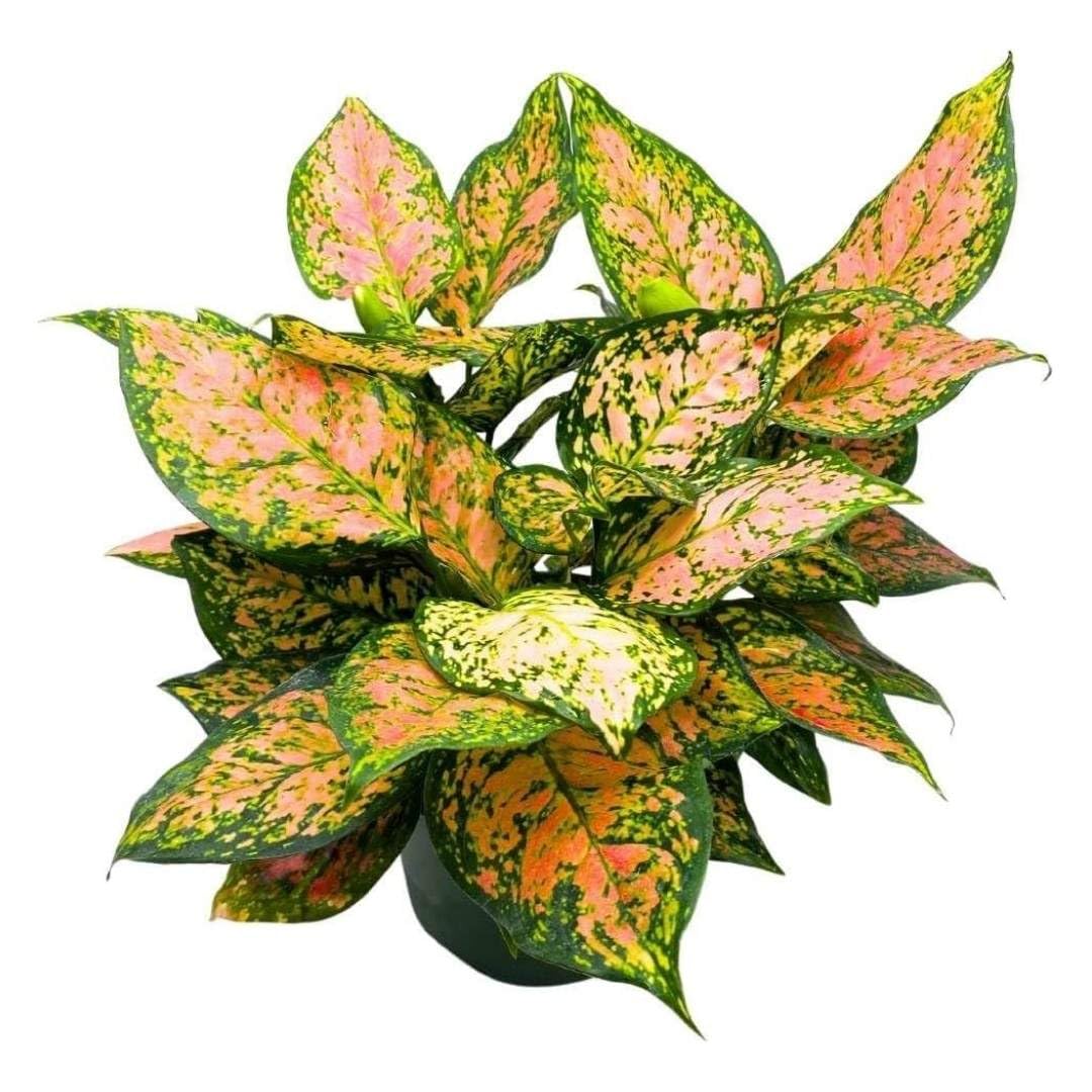 BubbleBlooms Aglaonema Pink Dalmation Chinese Evergreen Lady Valentine in a 6 inch Pot