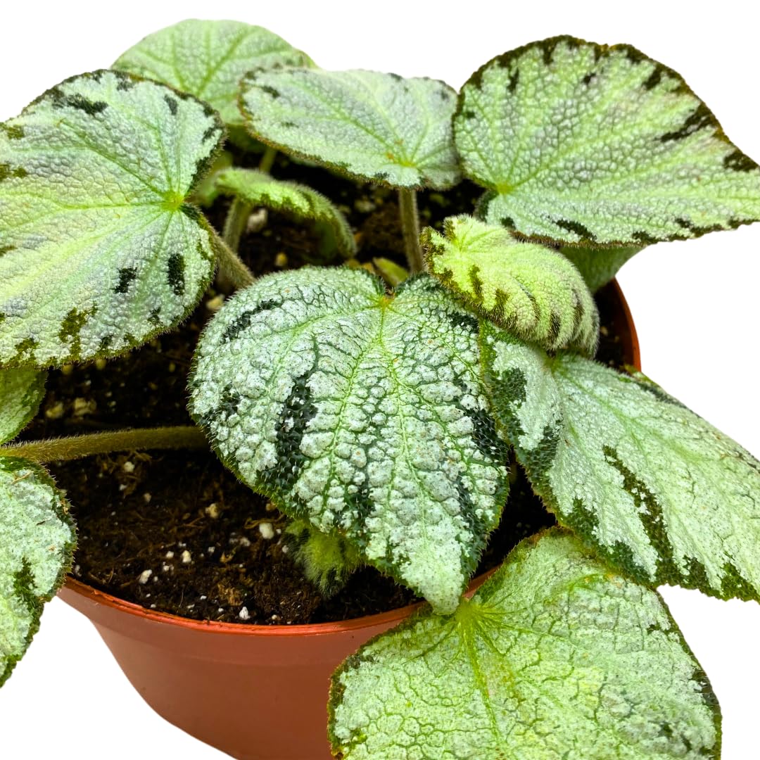 Harmony Foliage Silver Jewel Begonia Rex 6 inch White Green Fuzzy