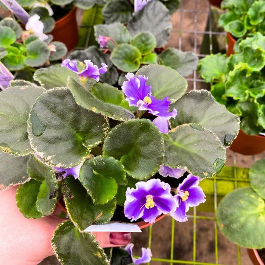 VaT King of Peas Variegated African Violet, 4 inch, Gesneriad Deep Purple White Albomarginata Flower