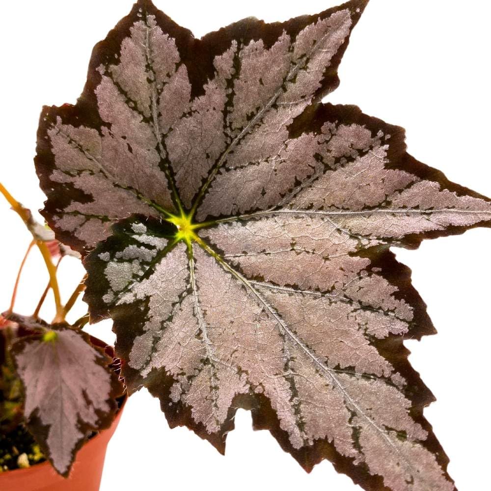 Begonia Sierra Silver Mist, 4 inch Gray Silver Black Edge Rhizomatous Rhizo