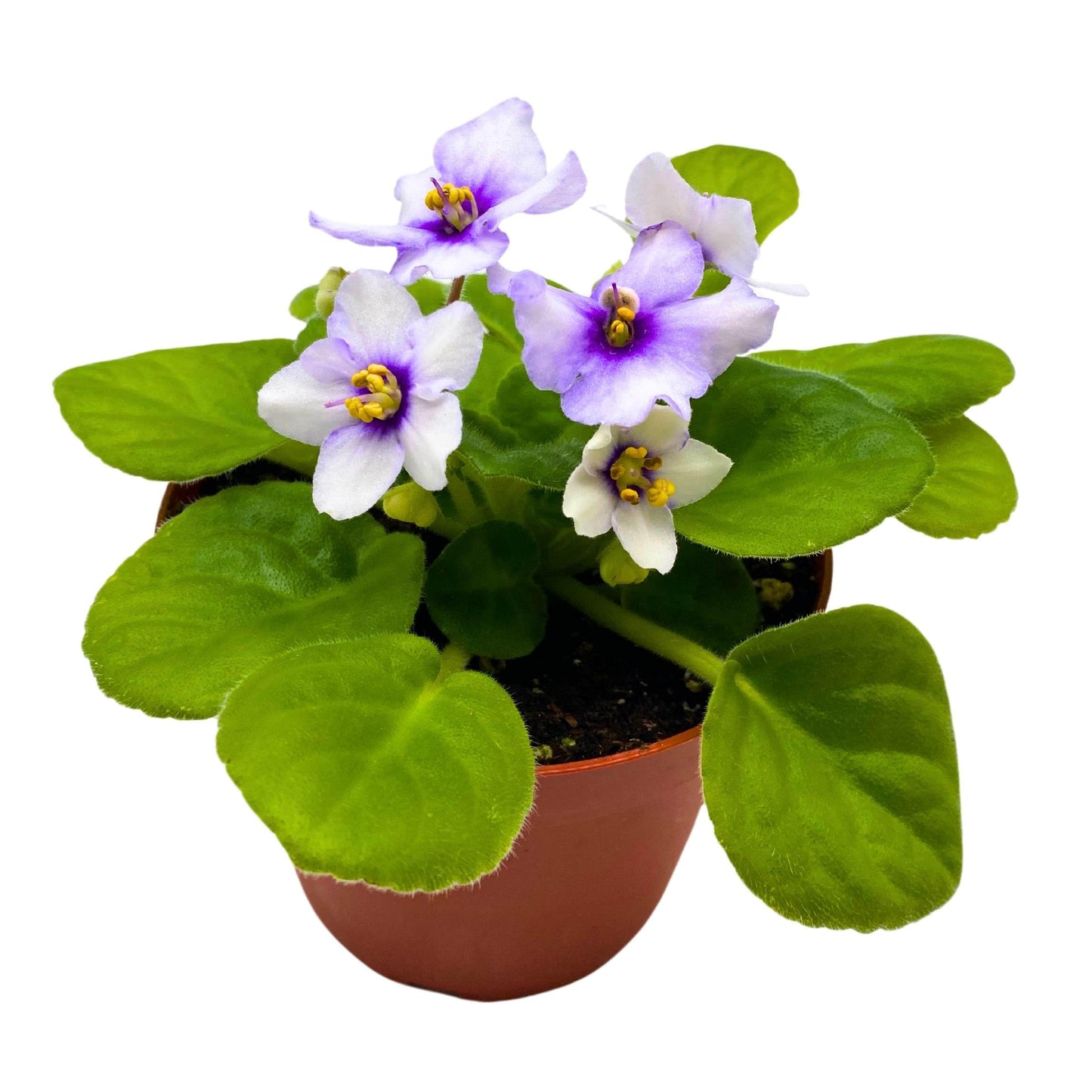 Harmony Foliage Smokey Echoes African Violet Saintpaulia 4 inch