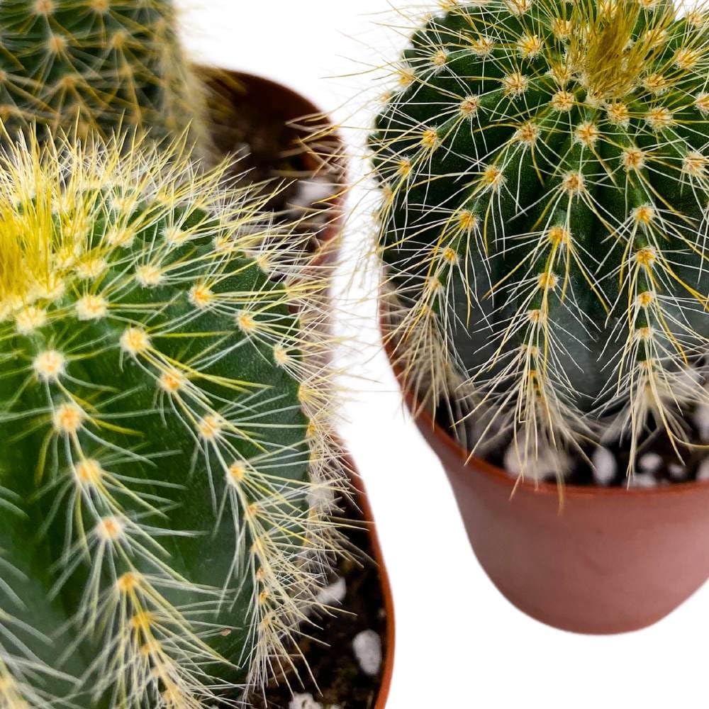 Golden Barrel Cactus, 2 inch Set of 3, Kroenleinia grusonii Gold Ball Tiny Mini Pixie Plants