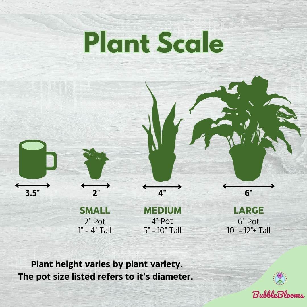 Philodendron White Princess, Philodendron Erubescens Hybrid in 2 inch Pot