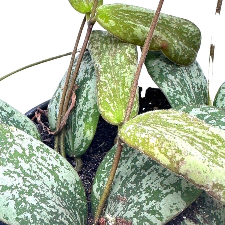 Hoya Sigillatis, 4 inch Wax Plant, Flecked Leaf Hoya, Hoya hasseltii