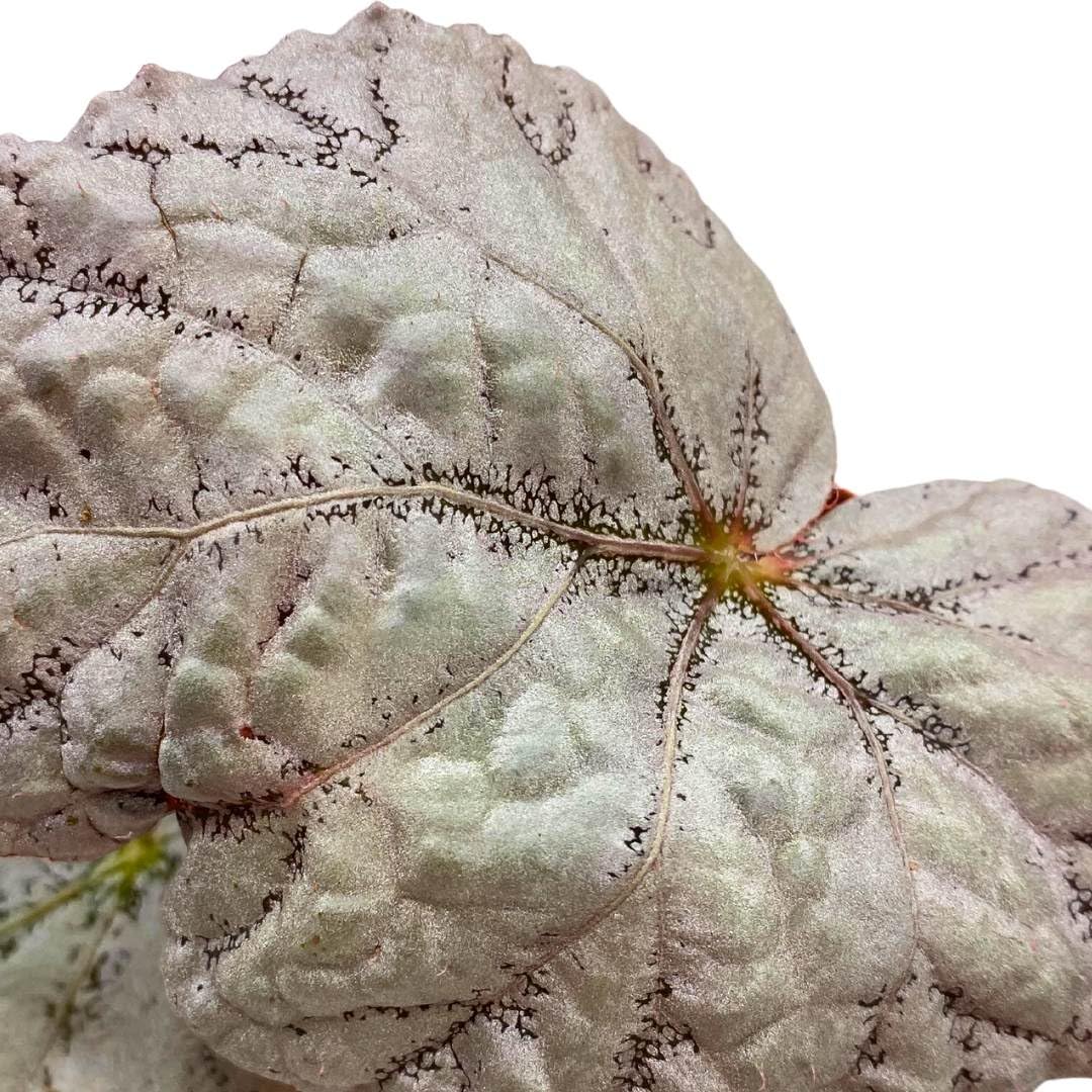 Begonia Rex 'Silver' in a 4 inch Pot Large Leaf Variety