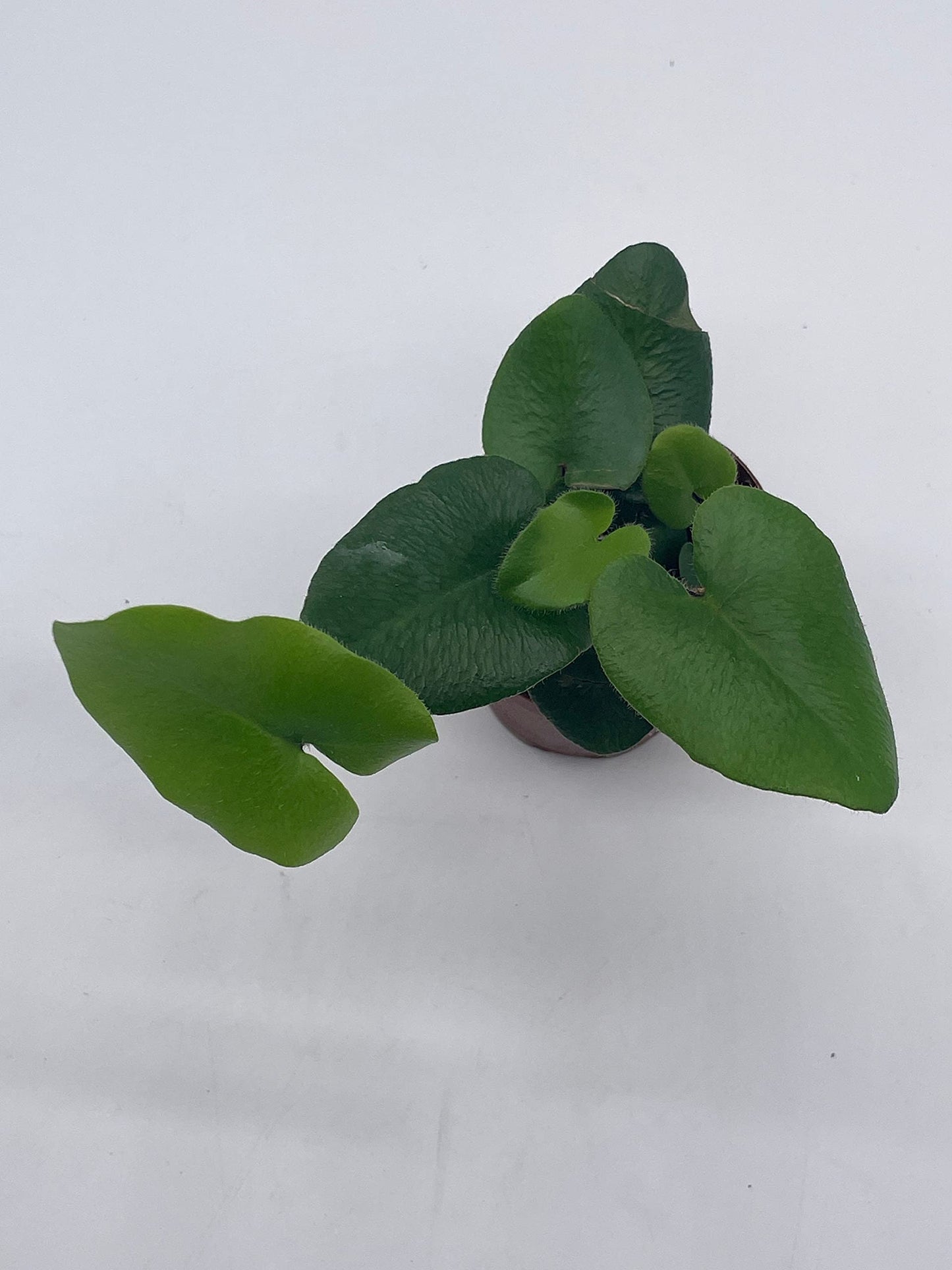 Heart Fern, Hemionitis arifolia, Heart Shaped Leaves, Tongue Fern in 2 inch Pot