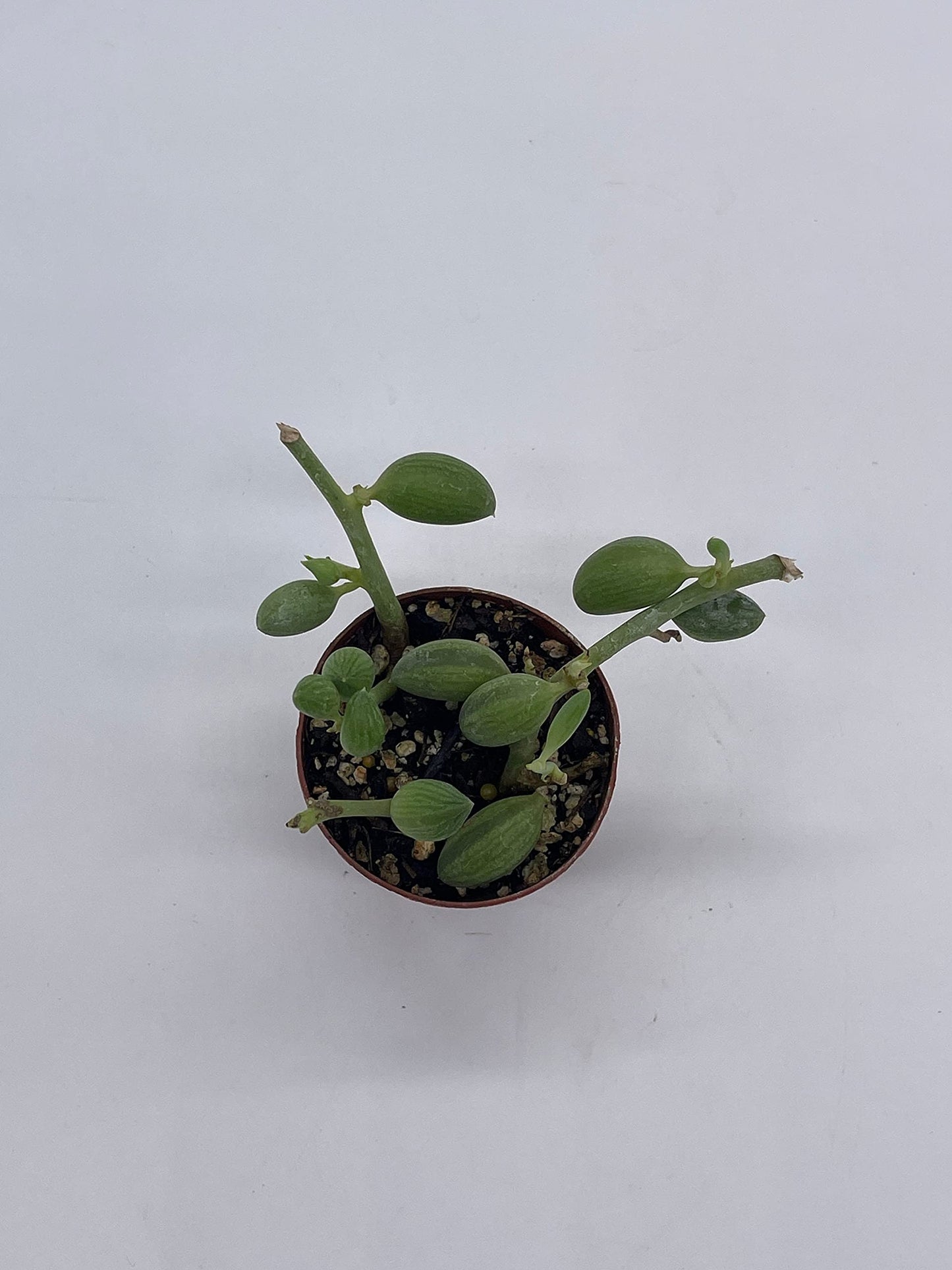 String of Watermelon, 2 inch, Senecio Curio Herreanus