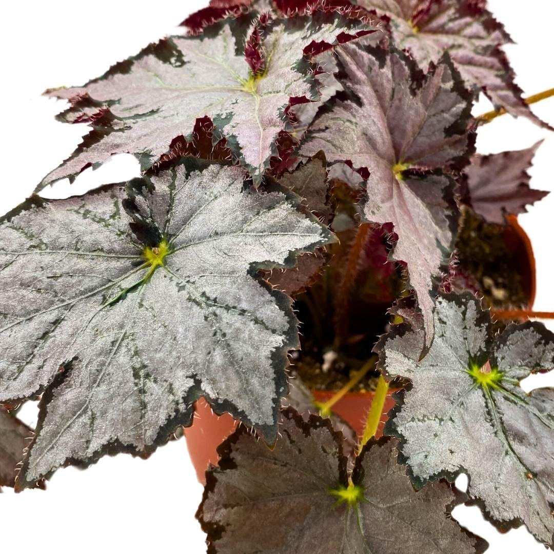 Harmony Foliage Begonia Sierra Silver Mist 4 inch Rhizomatous