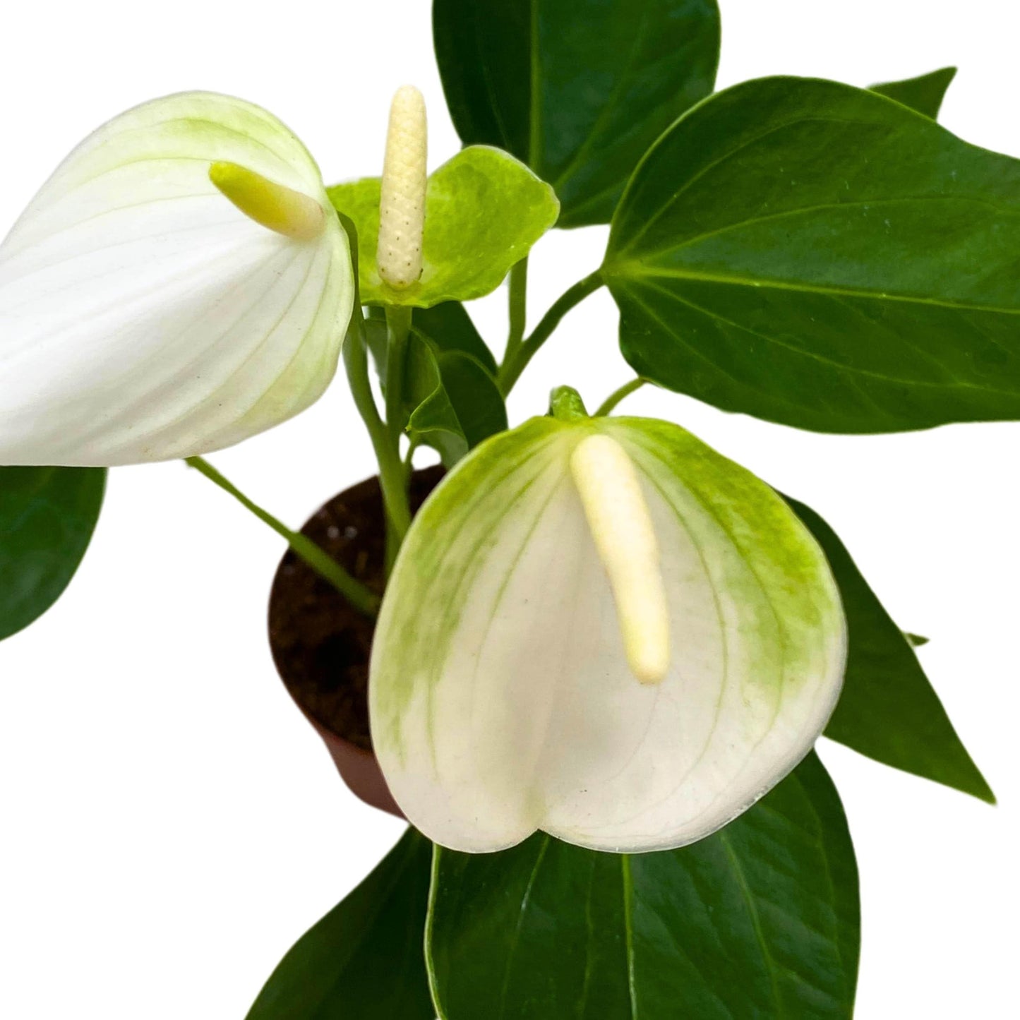 BubbleBlooms Anthurium White Champion 2 inch White Flower