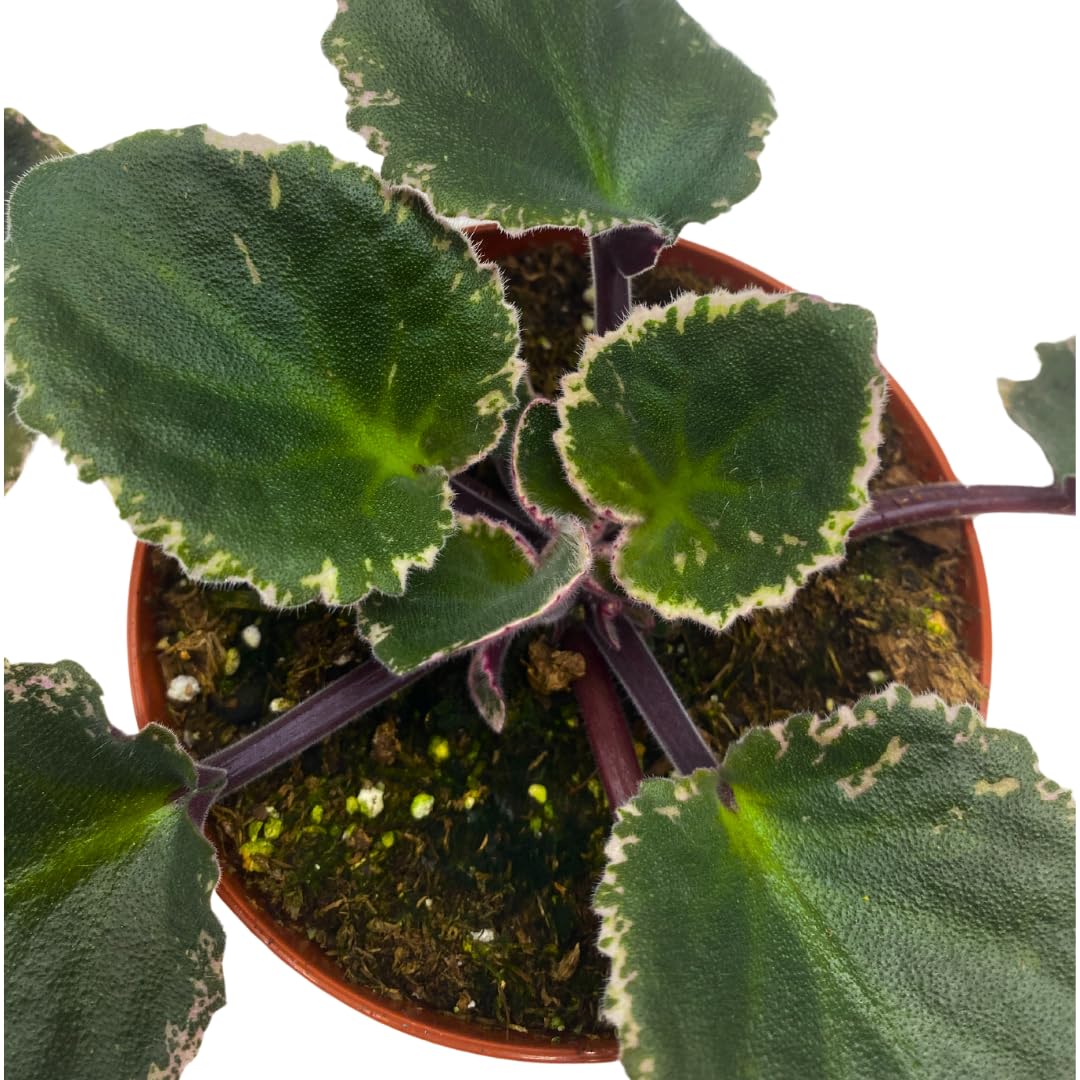 Harmony Foliage African Violet Wrangler's Winter Hawk Variegated 4 inch Purple Flower