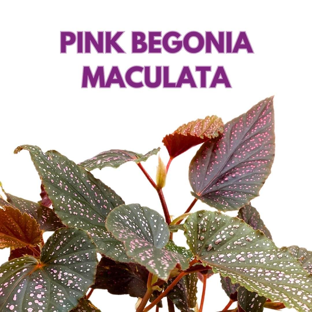 Begonia Benigo Pink Angel Wing Cane Begonia 6 inch Pink Polka Dot Maculata