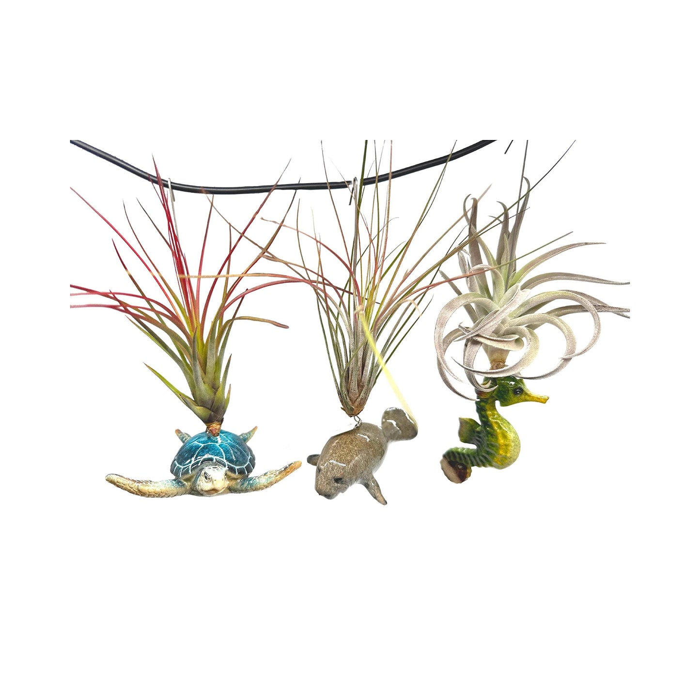 Tillandsia Planted in Hand Made Resin Sea Life Sculptures, Hanging Assorted Set of 3 Air Plants, Sea Horse, Turtle, Manatee