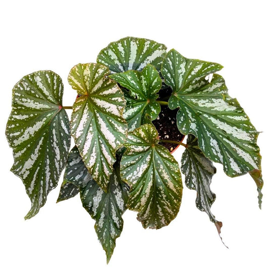 Harmony's Silver Mist Angel Wing, 6 inch Cane Begonia Green White Streaks