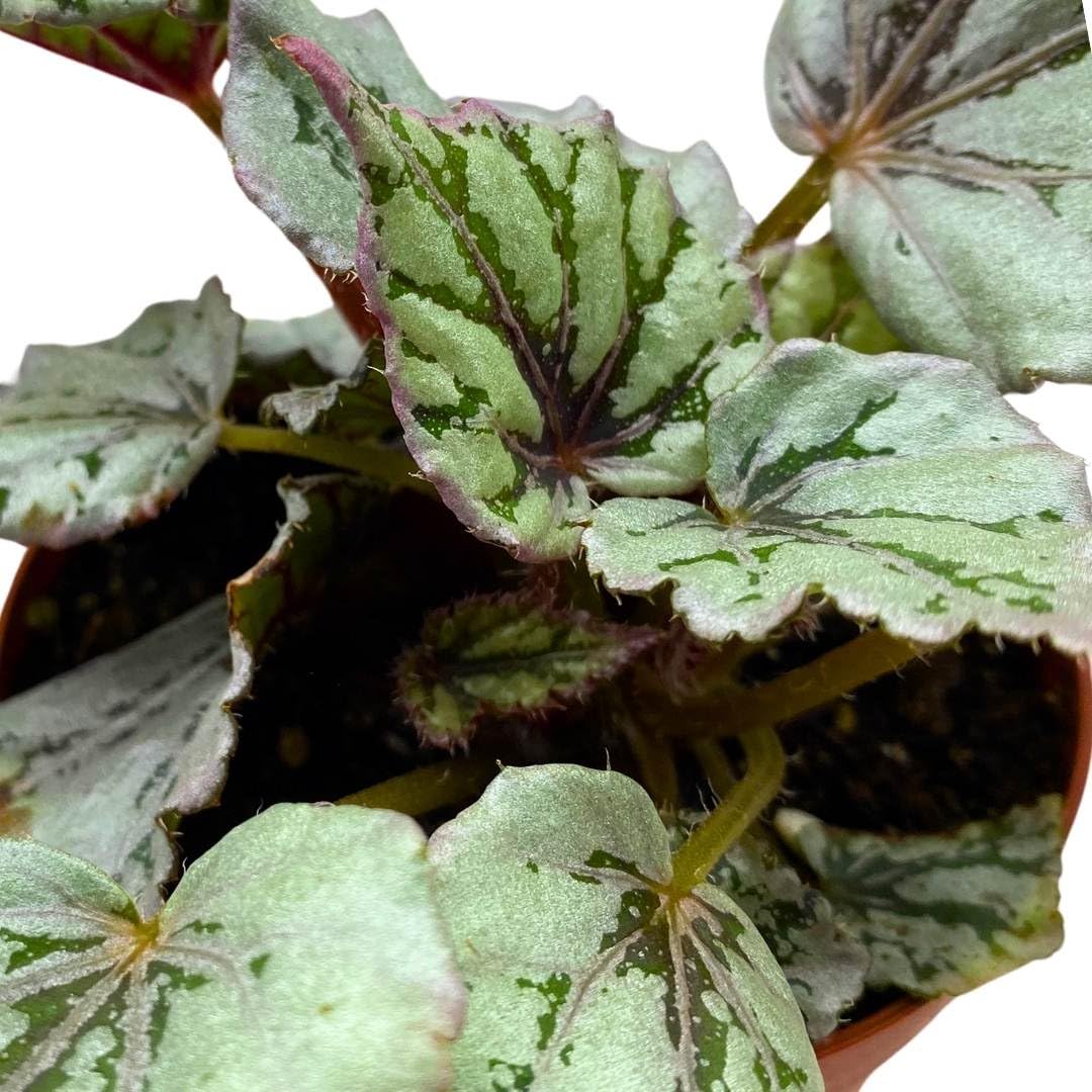 Harmony Foliage Begonia Rex Dew Drop 4 inch