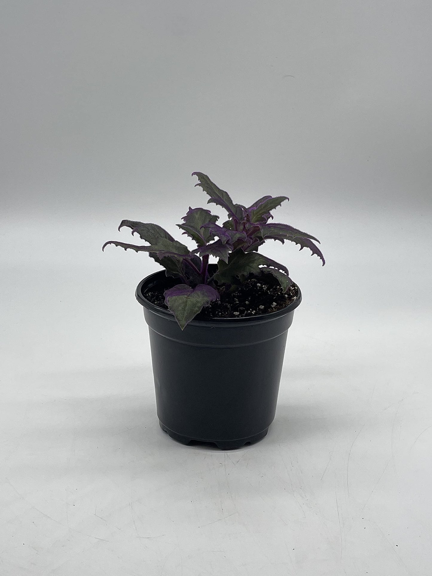 Flame Violet Velvetplant, Gynura aurantiaca, Purple Velvet Plant in 4 inch Pot. Fuzzy Leaves