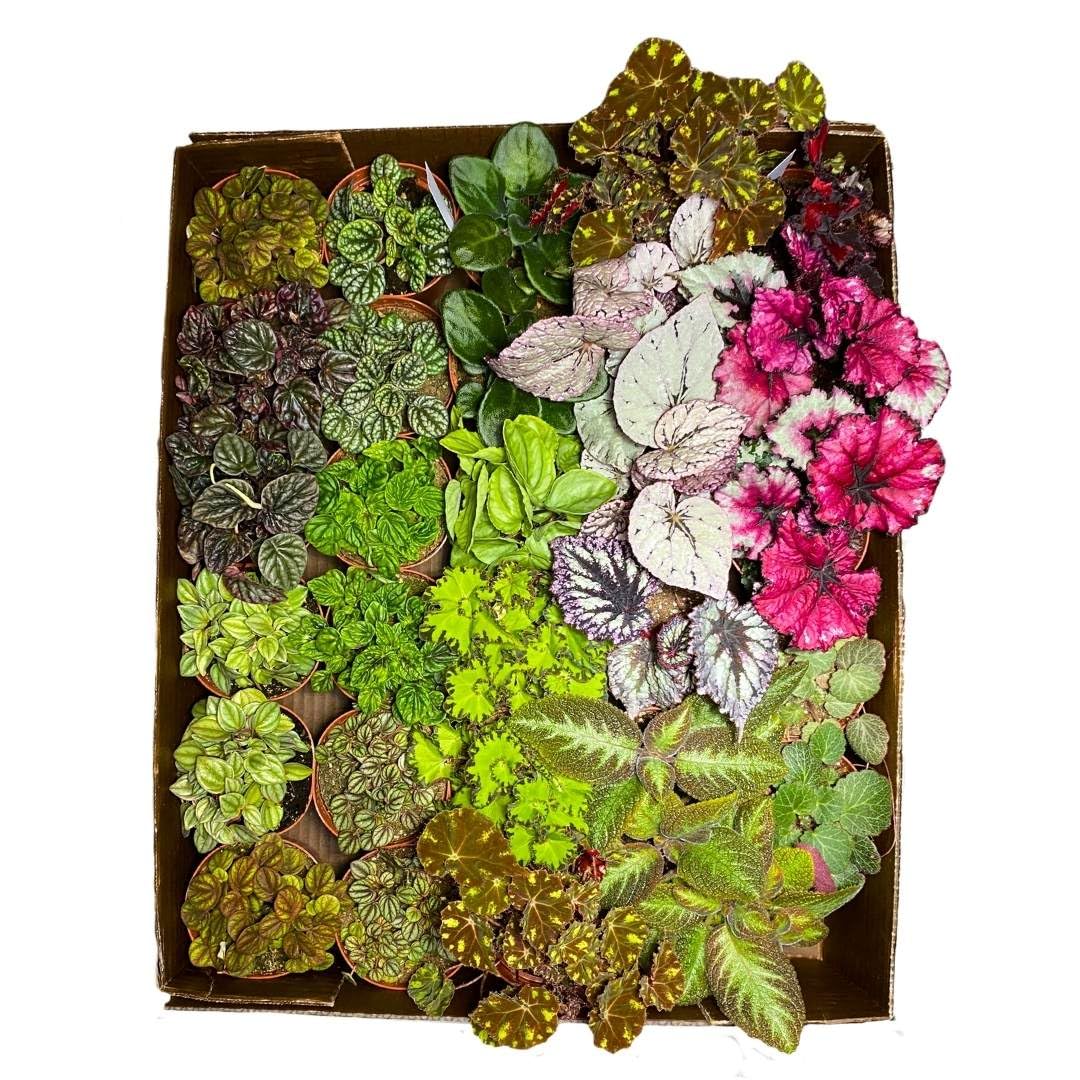 Harmony Foliage Harmony's Sample Box Assortment in 4 inch pots 30-Pack Bulk Wholesale Begonias, Violets, and Pep Mix