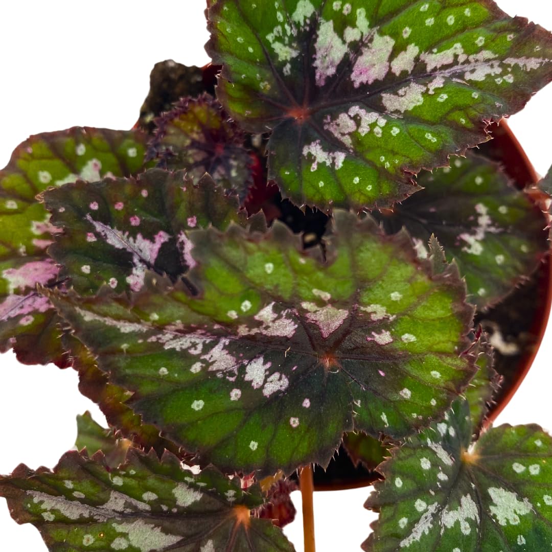 Harmony Foliage Harmony's Comic Con Begonia Rex 4 inch Pink Green Curly