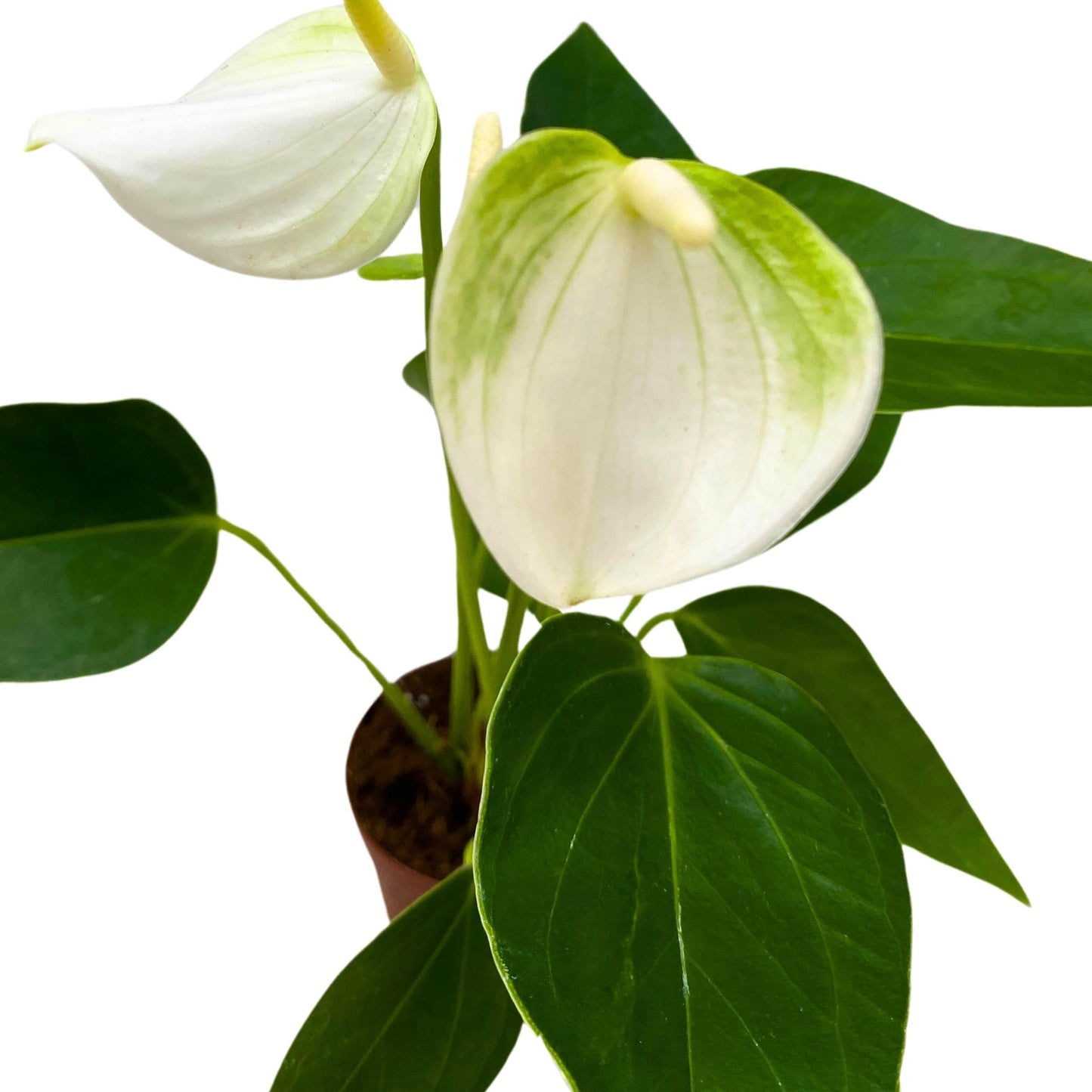 BubbleBlooms Anthurium White Champion 2 inch White Flower