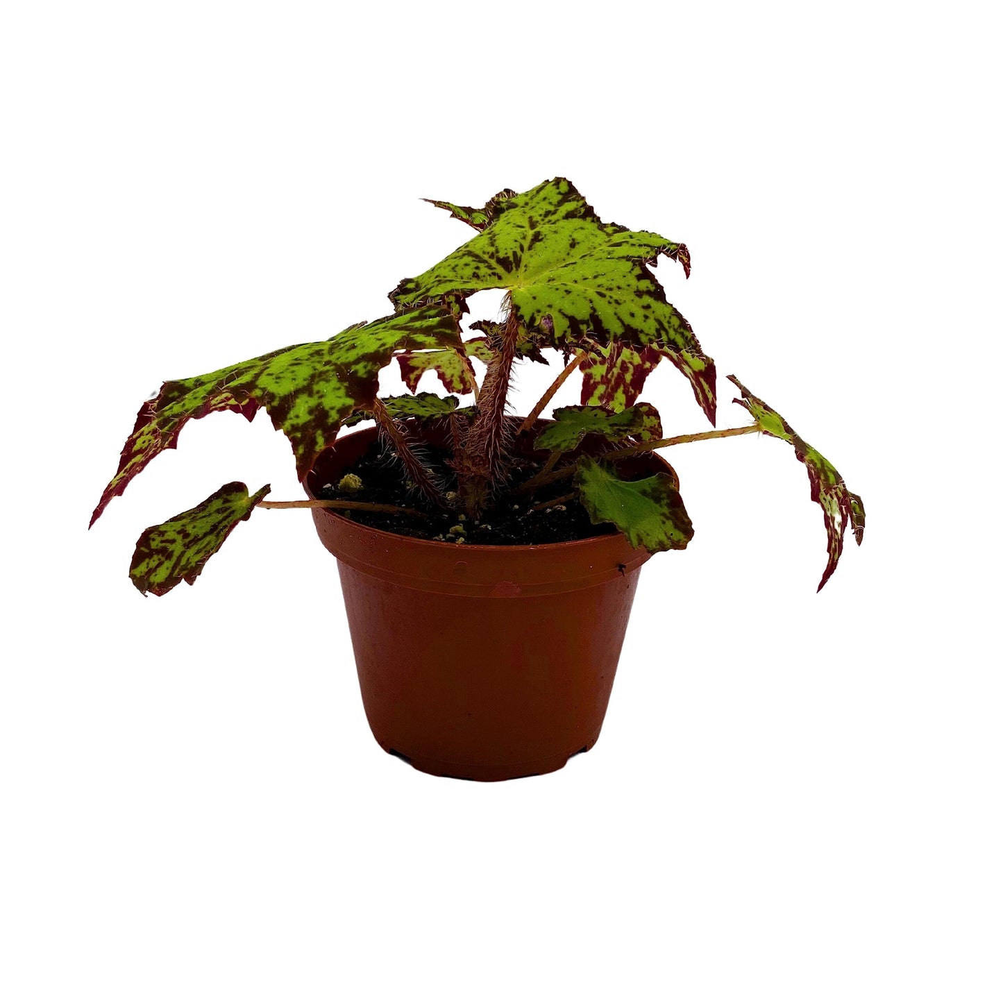 Harmony's BubbleBlooms River Nile Begonia, Begonia Rex in 4 inch Pot