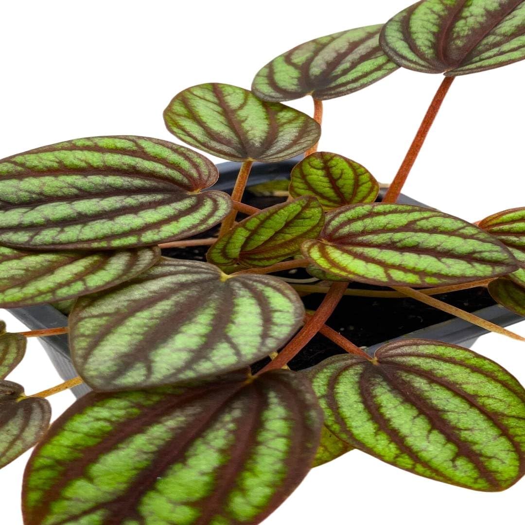 Harmony Foliage Peperomia Piccolo Banda Ripple in a 3 inch Pot