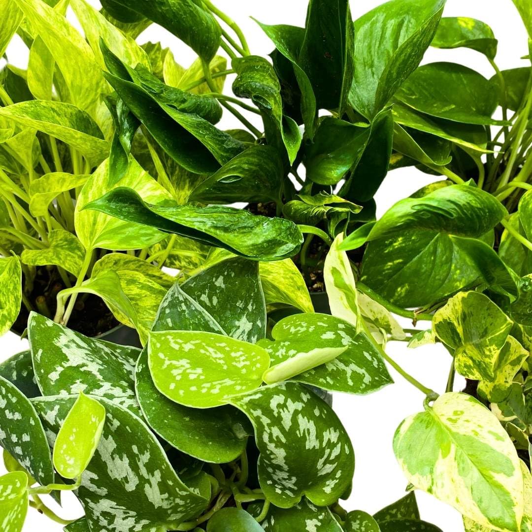 BubbleBlooms Pothos Assortment 4 inch Set of 6