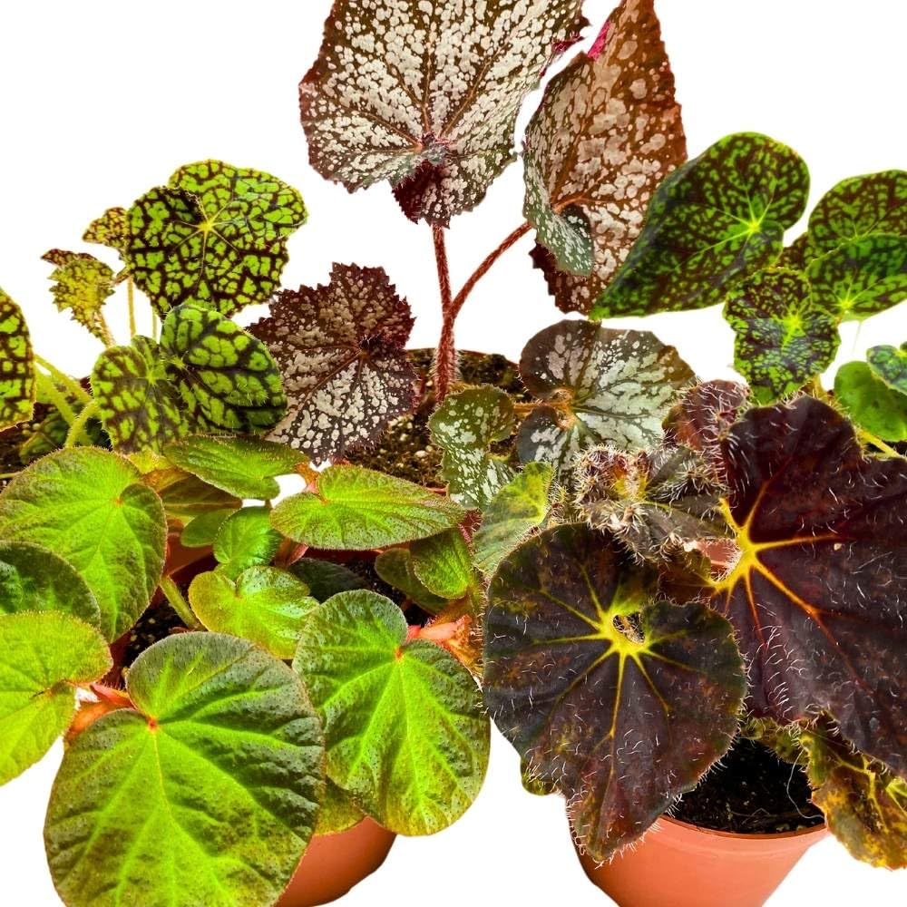 Harmony's Rhizomatous Begonia Assortment, 4 inch 5 Different Rhizo Begonias