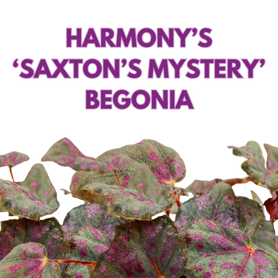 Harmony Foliage Saxon's Mystery Begonia Rex 4 inch Black and Pink