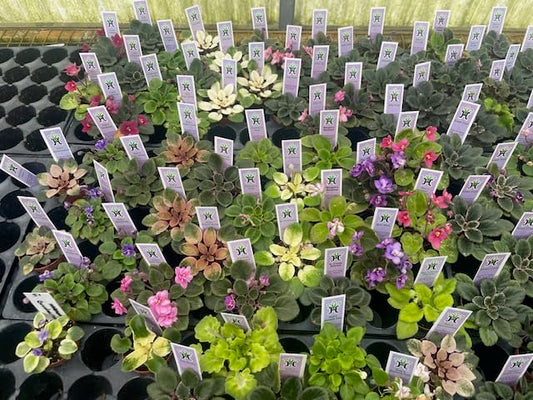 Harmony Foliage Mini African Violet Assortment in 2 inch pots 50-Pack Bulk Wholesale Variegated Saintpaulia Gesneriads