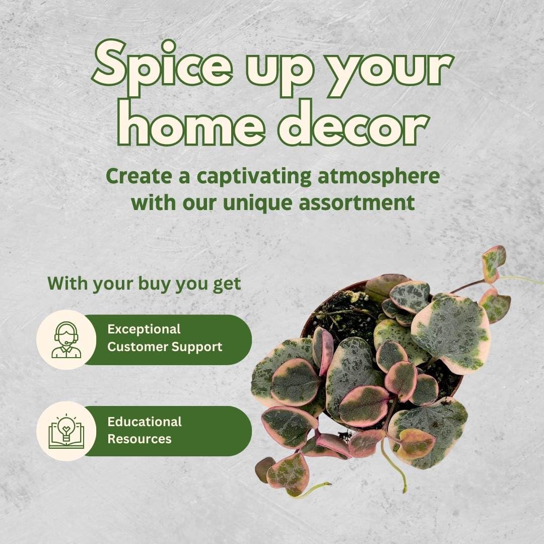 BubbleBlooms Variegated String of Hearts Ceropegia woodii in 2 inch Pot